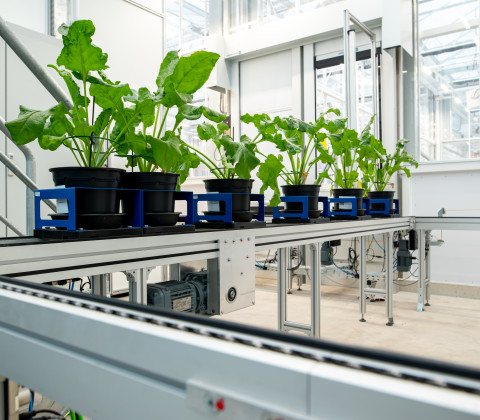 Planten op een lopende band in een laboratorium