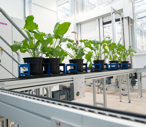 Planten voor onderzoek op lopende band